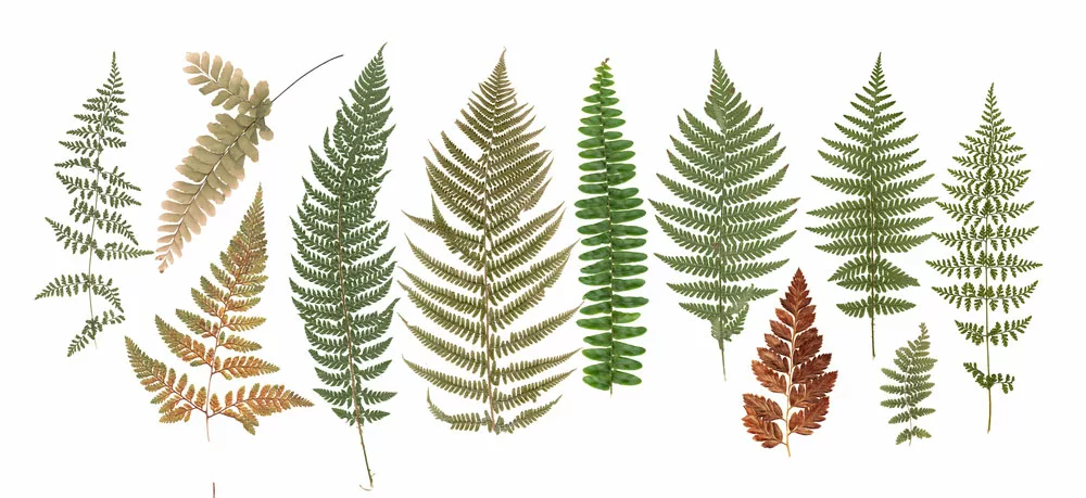 different dried fern leaves