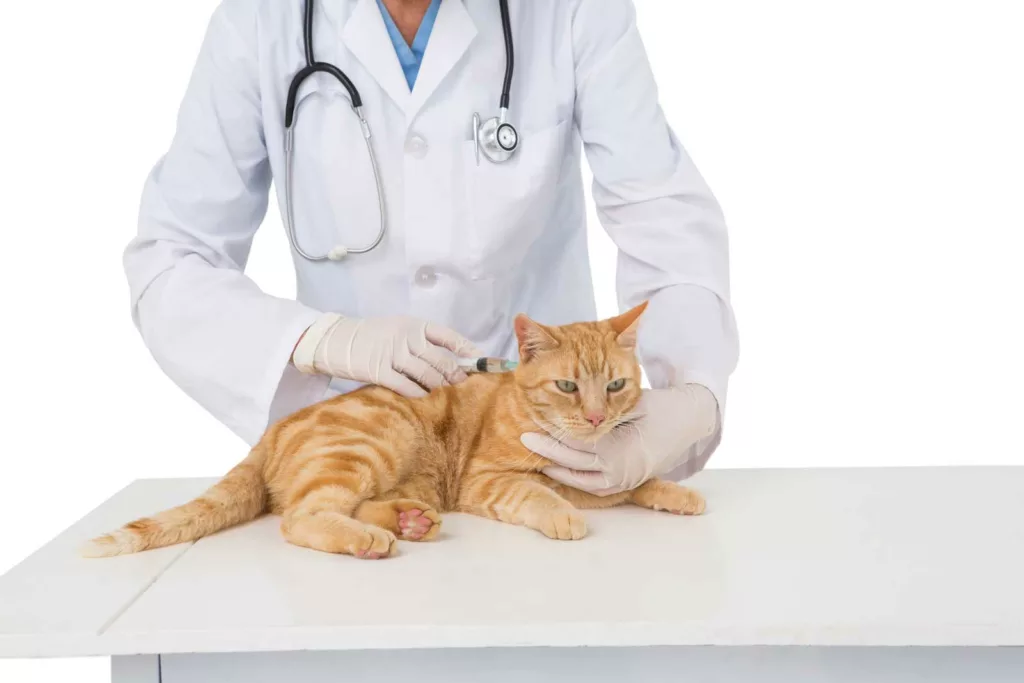 Vet examining the Maine Coon