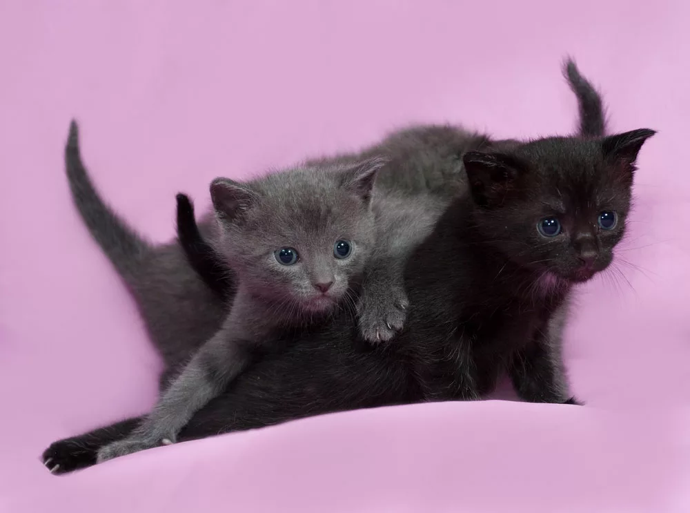 3 Russian blue kittens