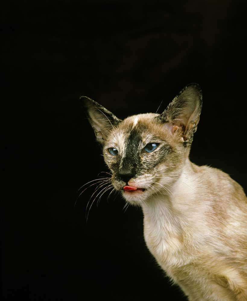Different Color Siamese Cats - A tortie-point siamese cat rests on a black background.
