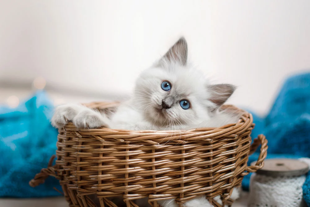 A Ragdoll blue-point kitten is resting in front of a white background.