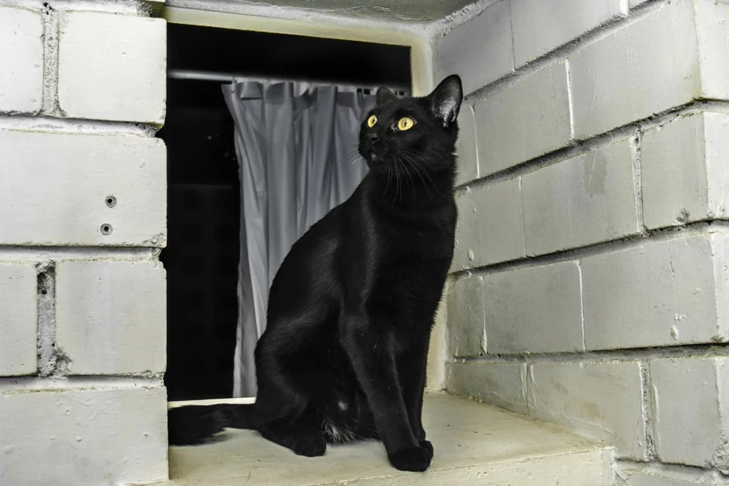 A young Bombay cat.
