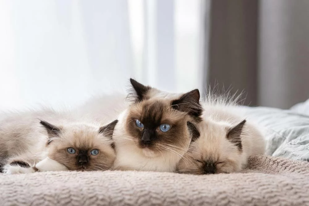 A Ragdoll cat with kittens is resting in bed.