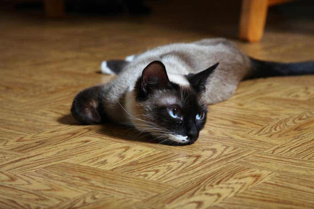 Different Color Siamese Cats - A young lynx-point siamese cat is resting on the floor.