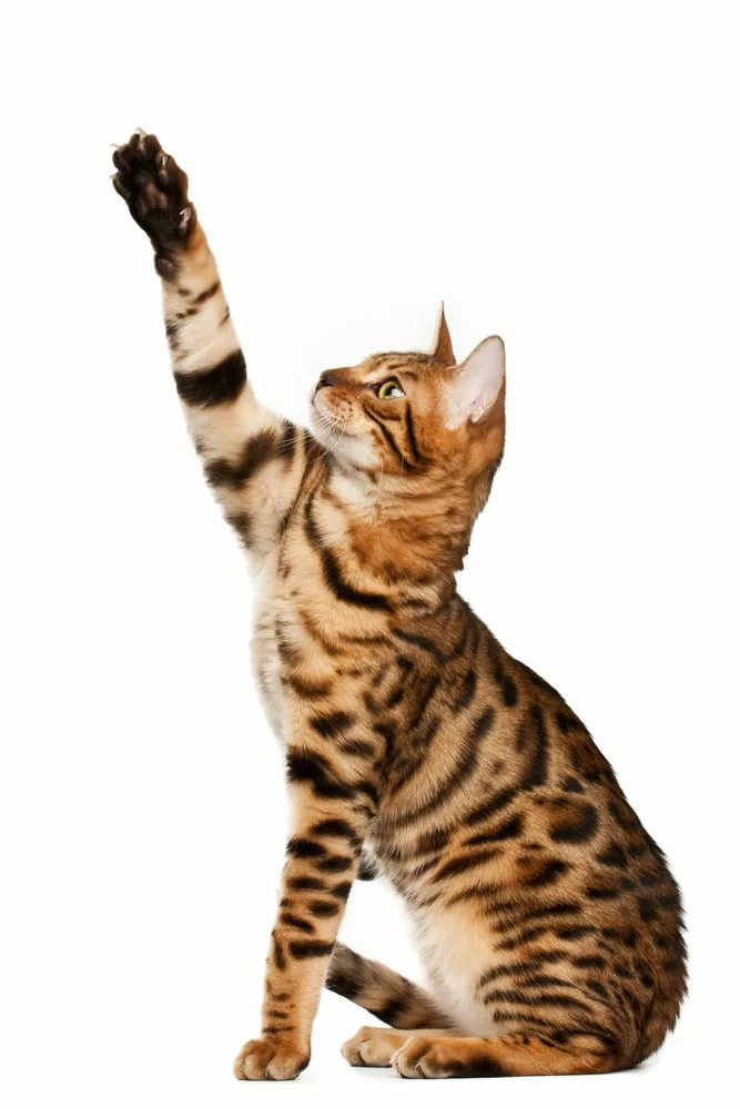 a Bengal cat playing