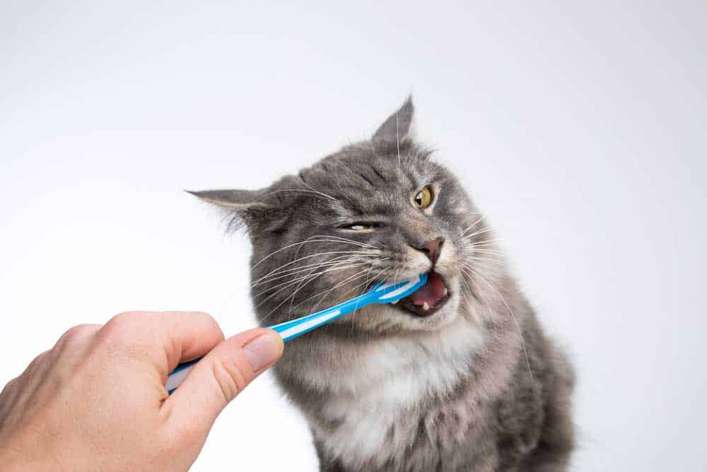 Veterinarian brushing cat’s teeth