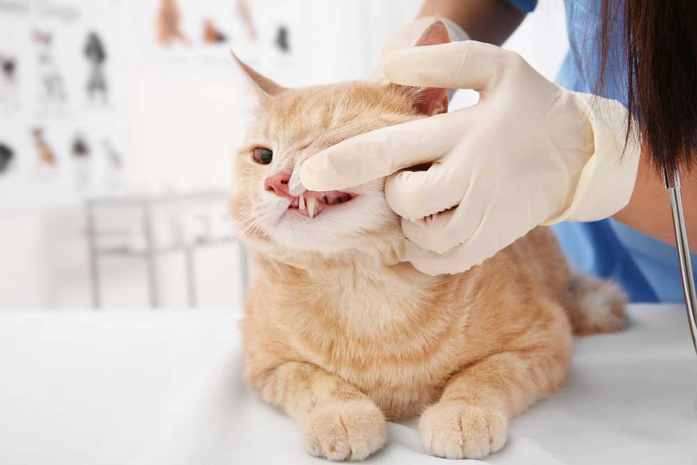 ecognizing dental problems in a cat