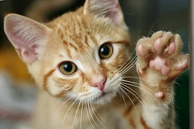 kitten with raised paws