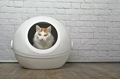 A cat is sitting in a self-cleaning litter box.