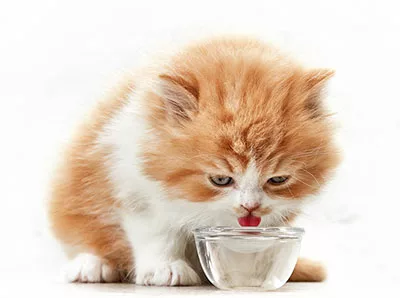 A kitten is drinking water.