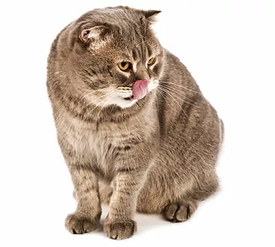 A cat licking its lips.