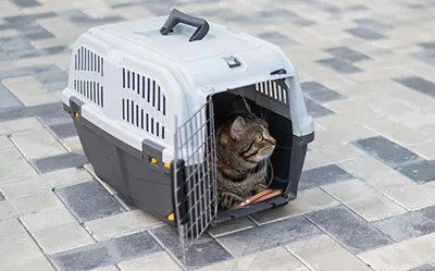 A cat is in a carrier.