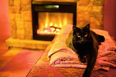 The cat and the fireplace