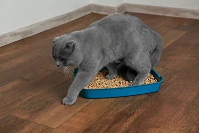 A cat that pees in the litter box