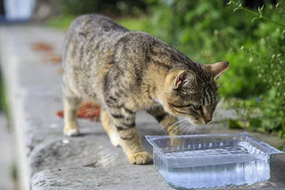 a cat drinking water