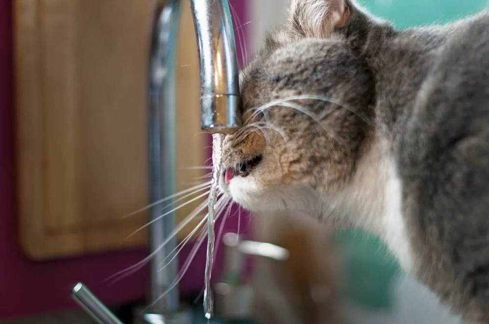A cat is drinking tap water.