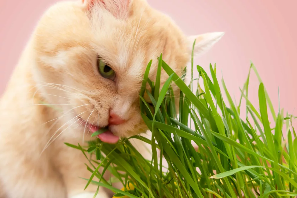 tabby cat eating grass