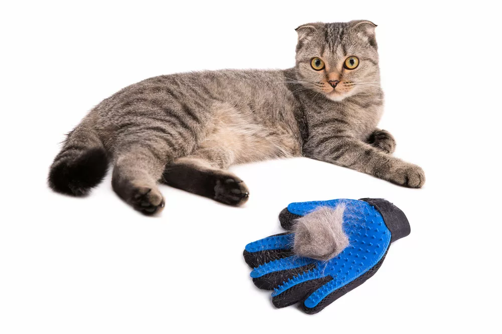 Brushing a cat’s undercoat with special gloves