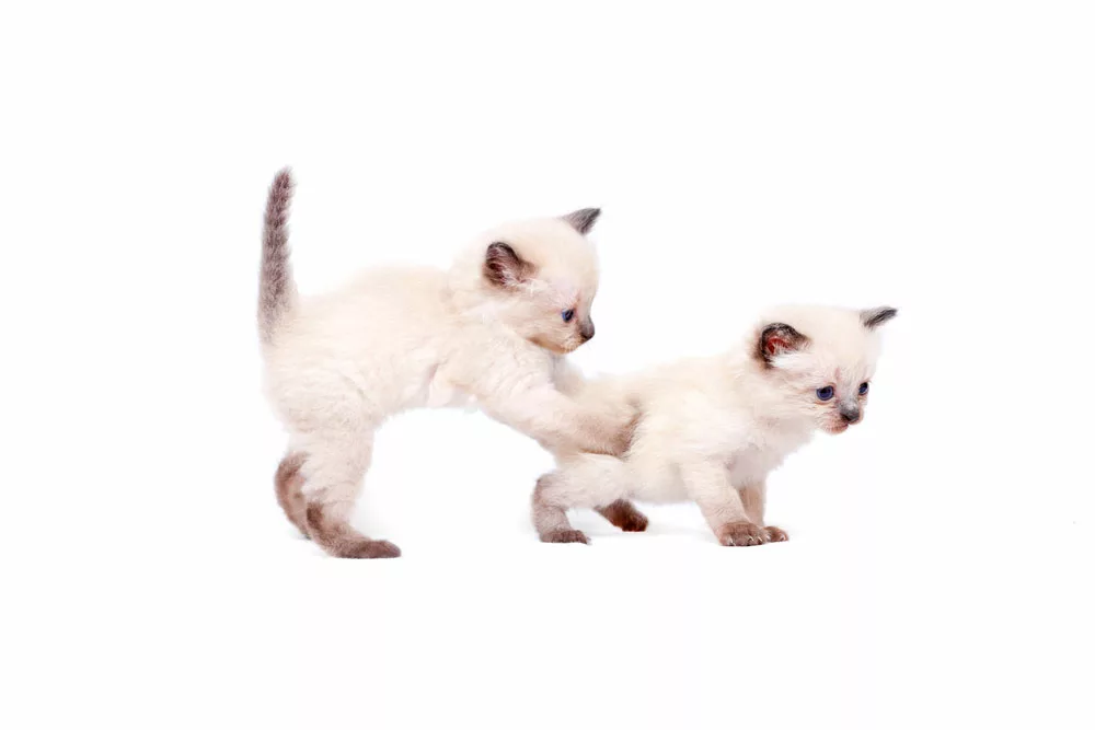 Two Siamese kittens playing