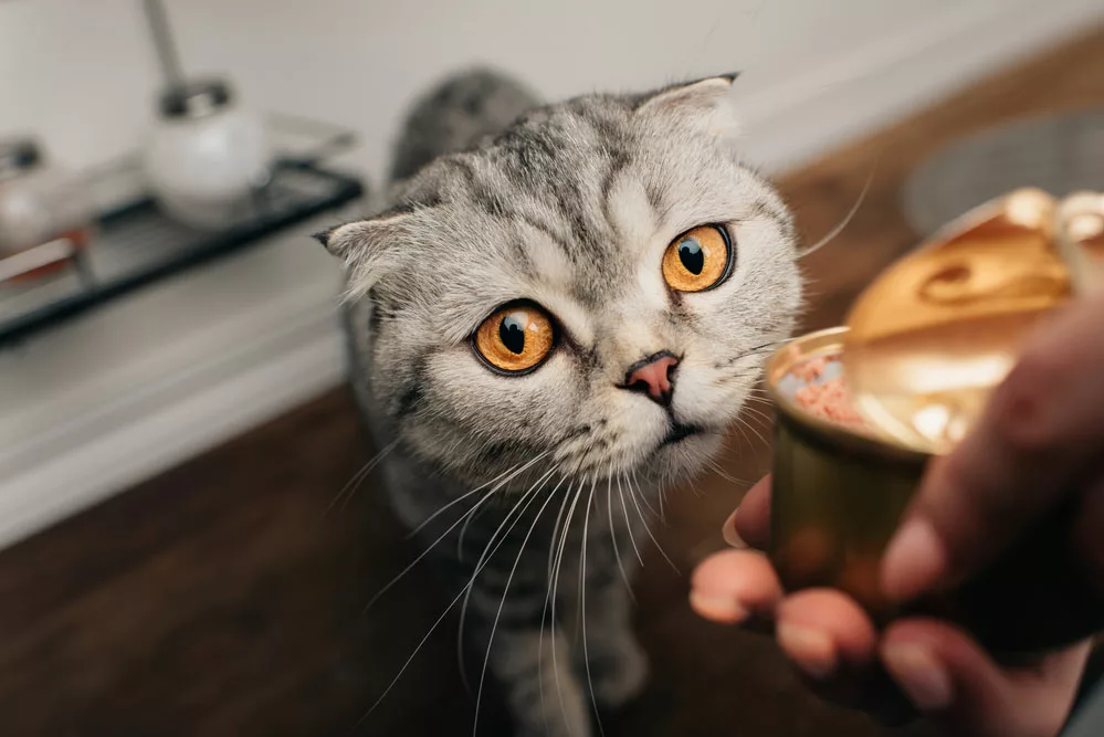 How Good Are Cats’ Memories:  Cats and food