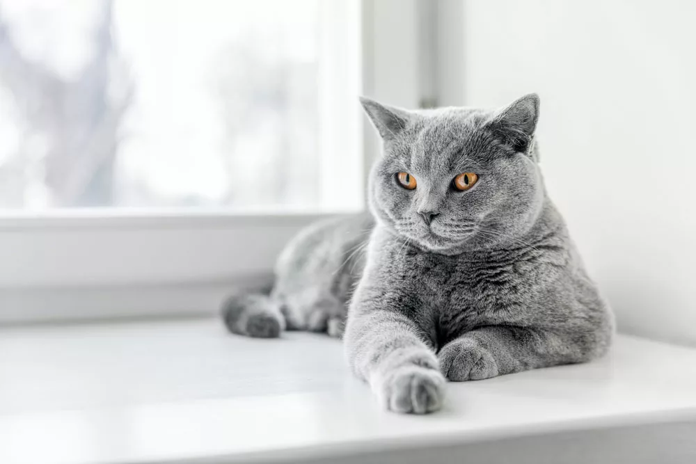 Best Breed of Cats for Indoors:  British Shorthair