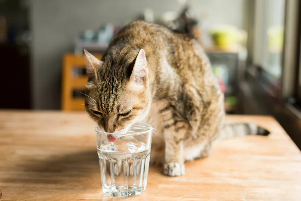 A cat is drinking water.