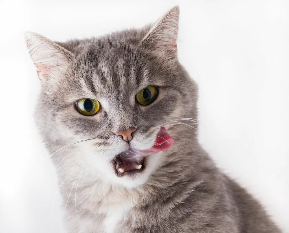 A cat licking its teeth