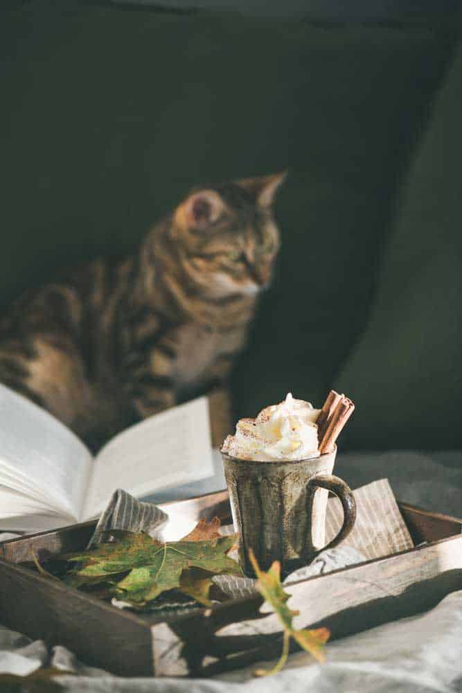 hot coffee with whipped cream and cinnamon getting the cat's attention