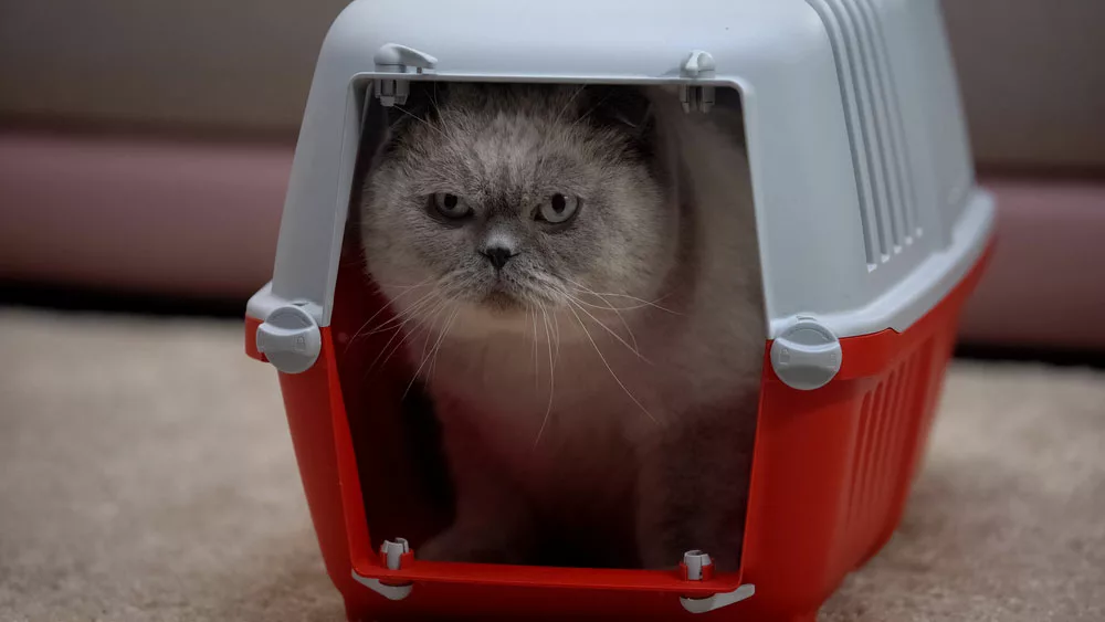 A scared cat is in a carrier.