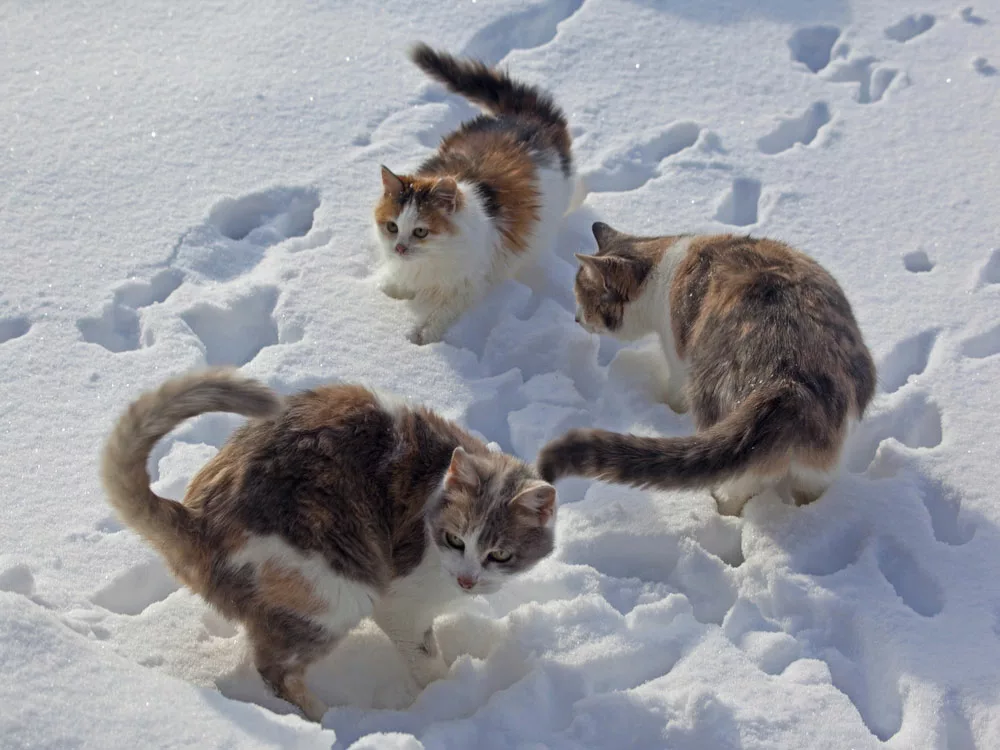happy cats playing with their tails.