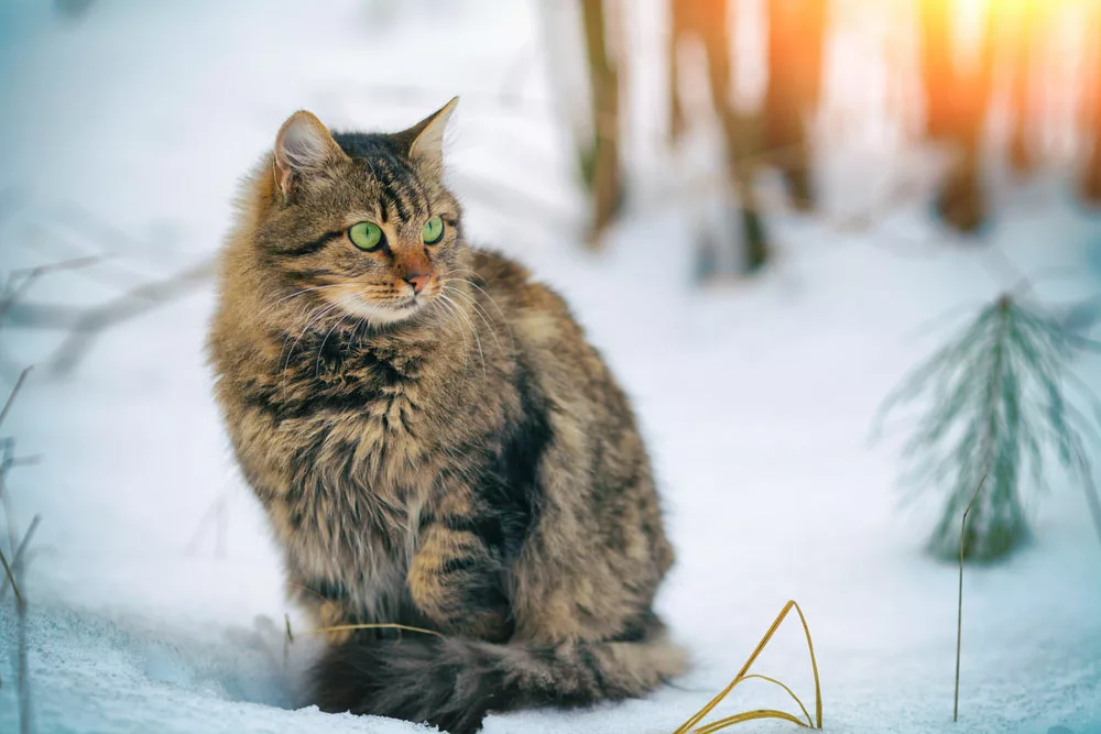 A cat in the snow in winter