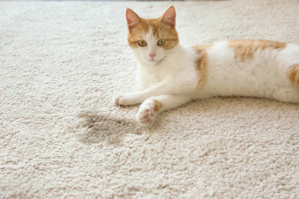 The cute cat is lying on the carpet