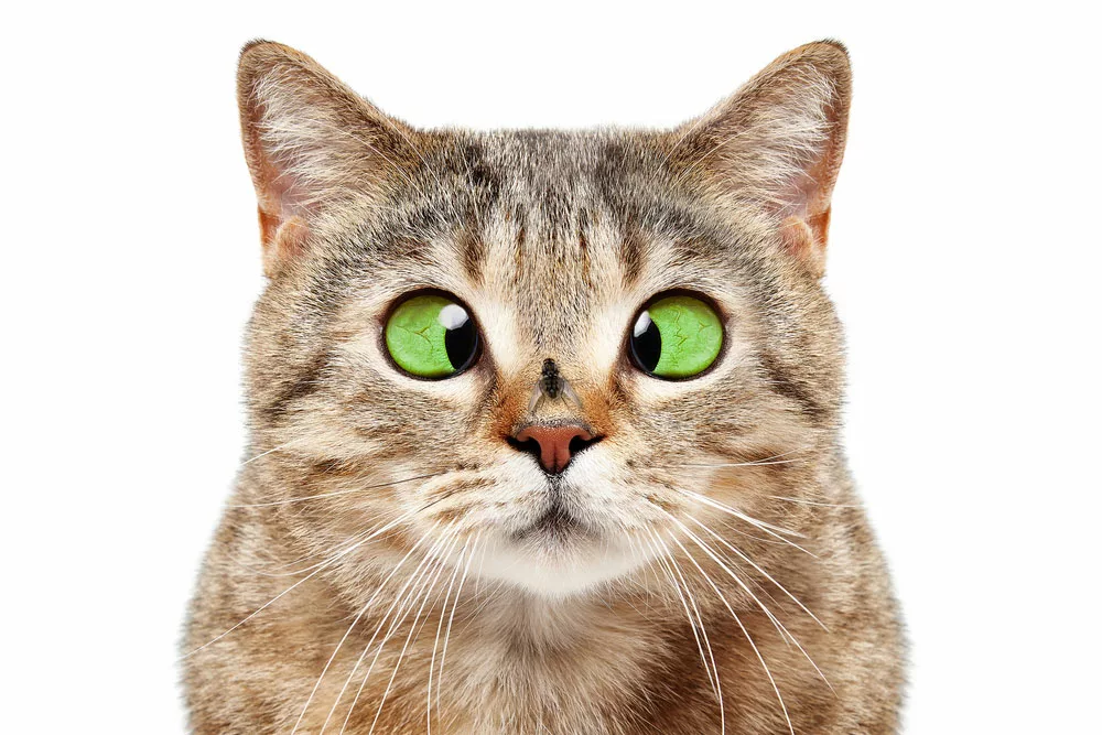 A "cross-eyed" cat