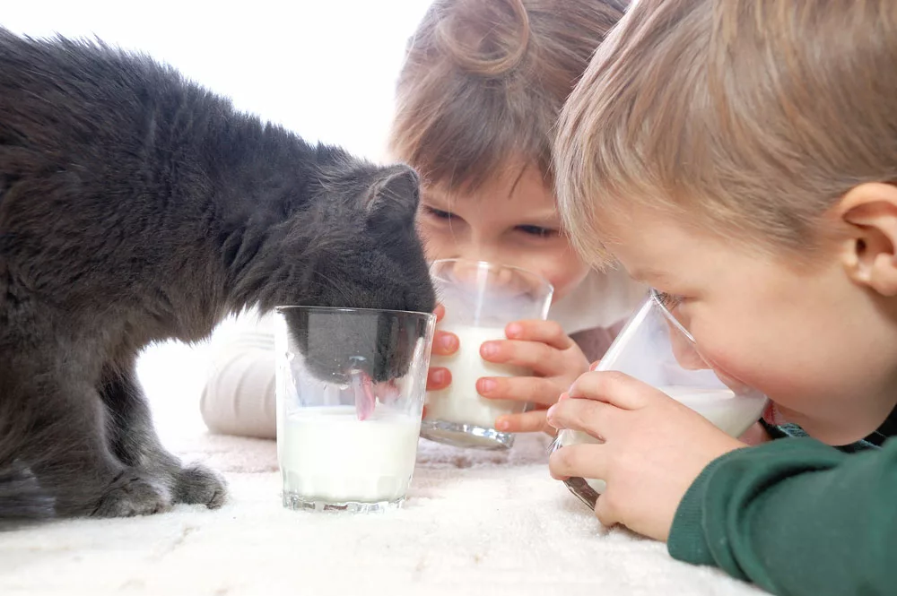 kids and a cat drinking milk