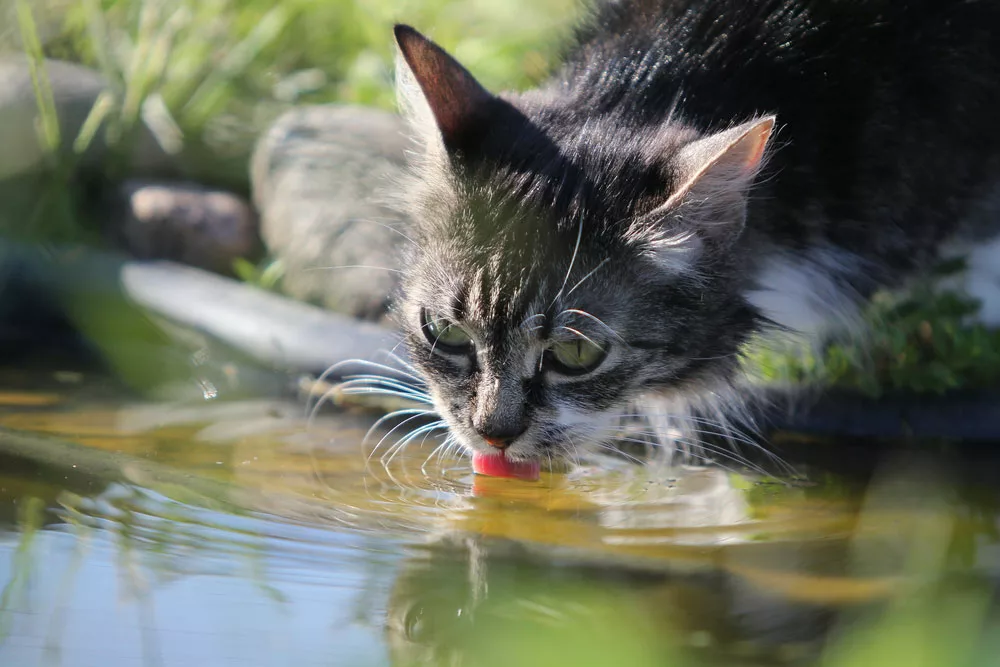 A cat is drinking pond water.