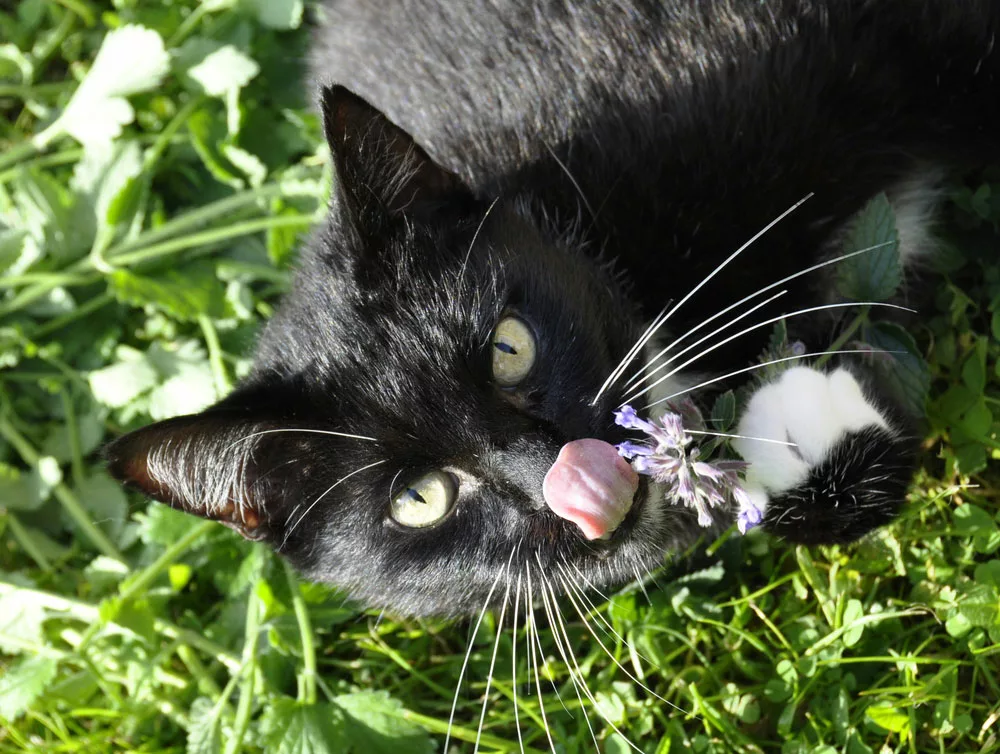 Cat euphoric from smelling catnip