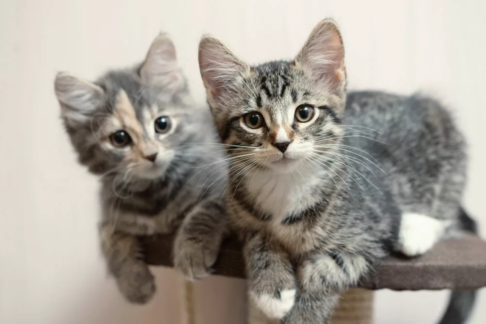 Two grey kittens on a table.