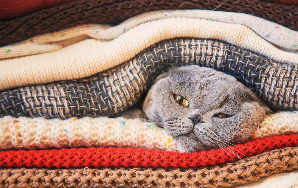 A cat in a pile of warm clothes