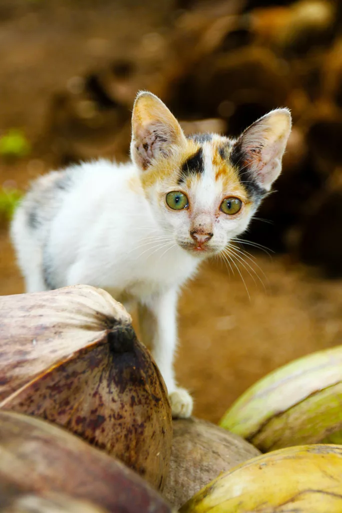 kitten standing on top of coconut