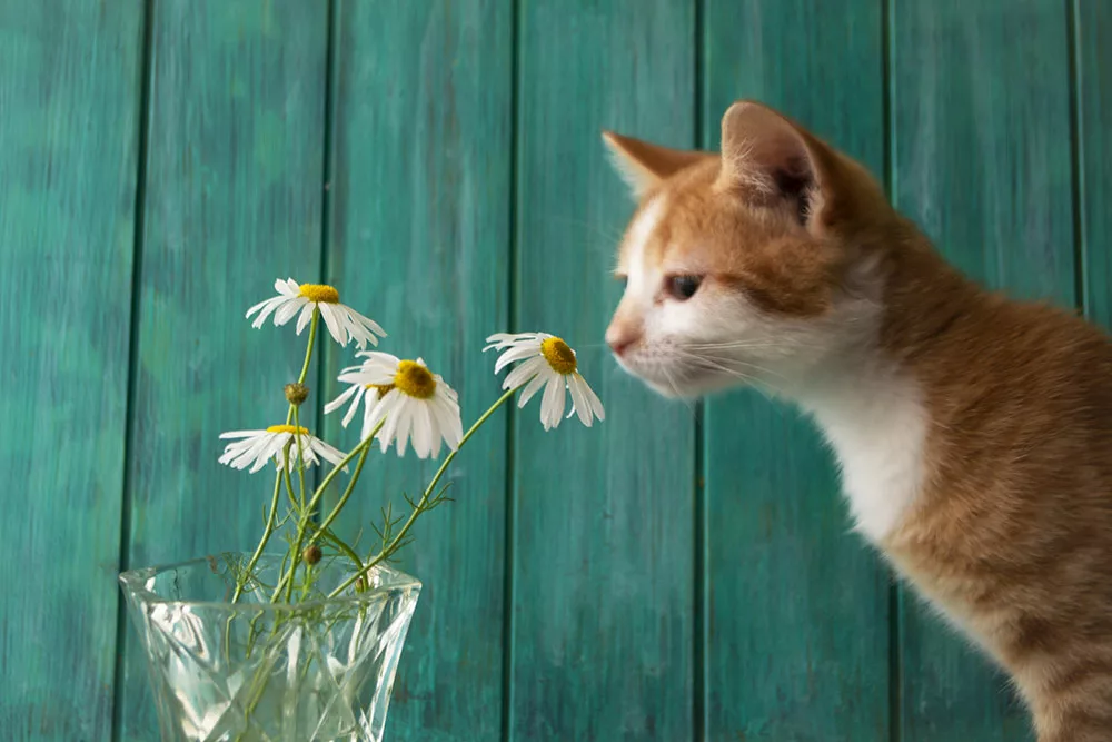 Can Cats Drink Chamomile Tea: Cat and a Chamomile Plant