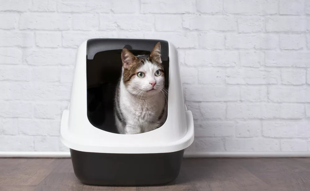 Closely monitor your cat's toilet routine to ensure it remains healthy