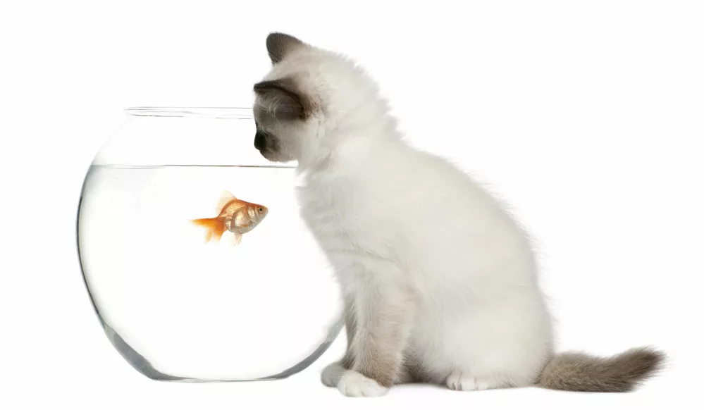 A cat is looking at the fish in the tank