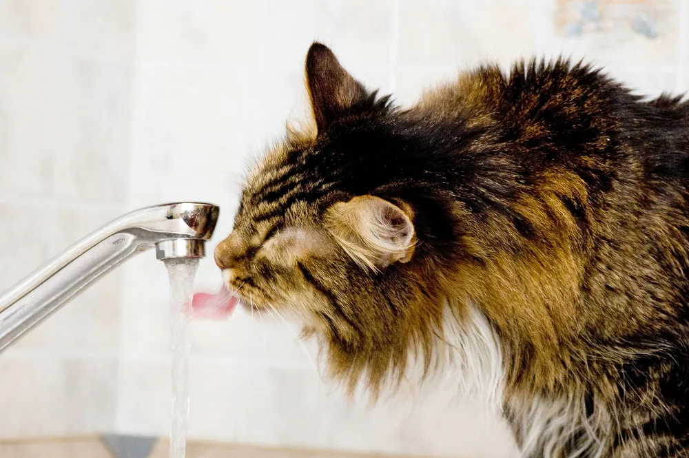 A cat is drinking water from a faucet.