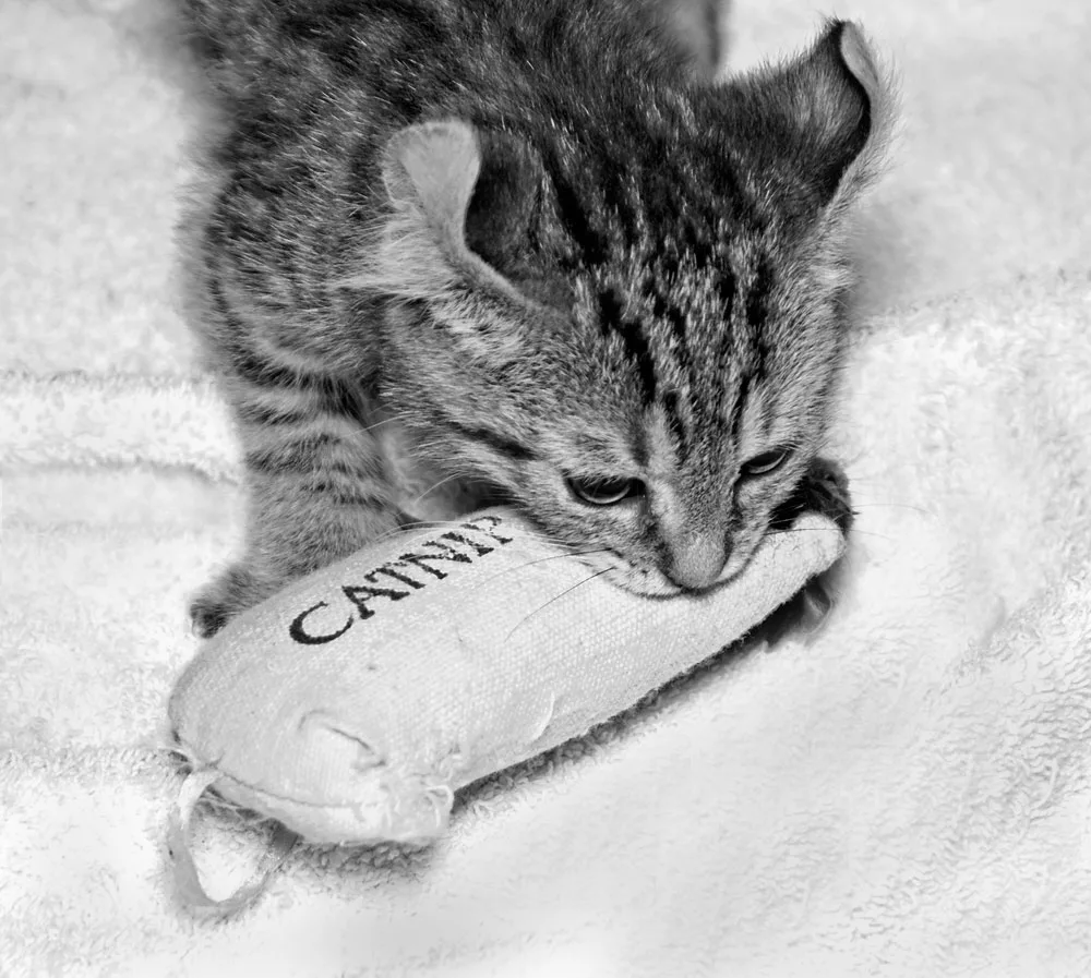 A cute highlander lynx kitten playing with a catnip toy