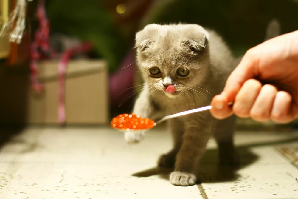 A cat parent feeding cat food on a spoon to a cat.