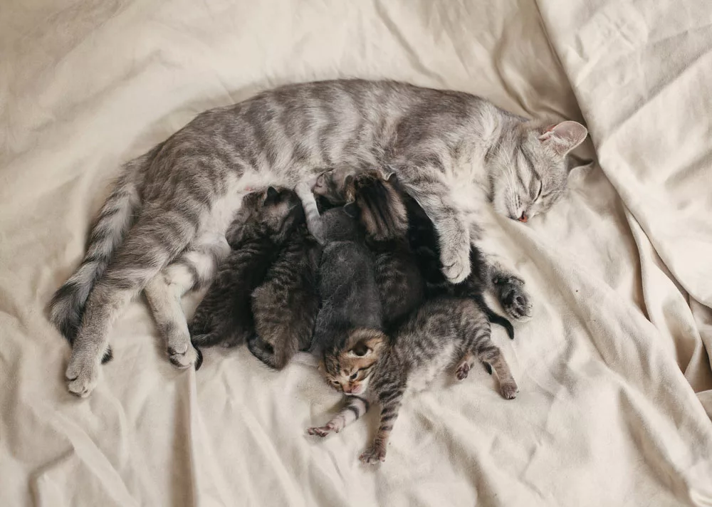 a cat and its kittens