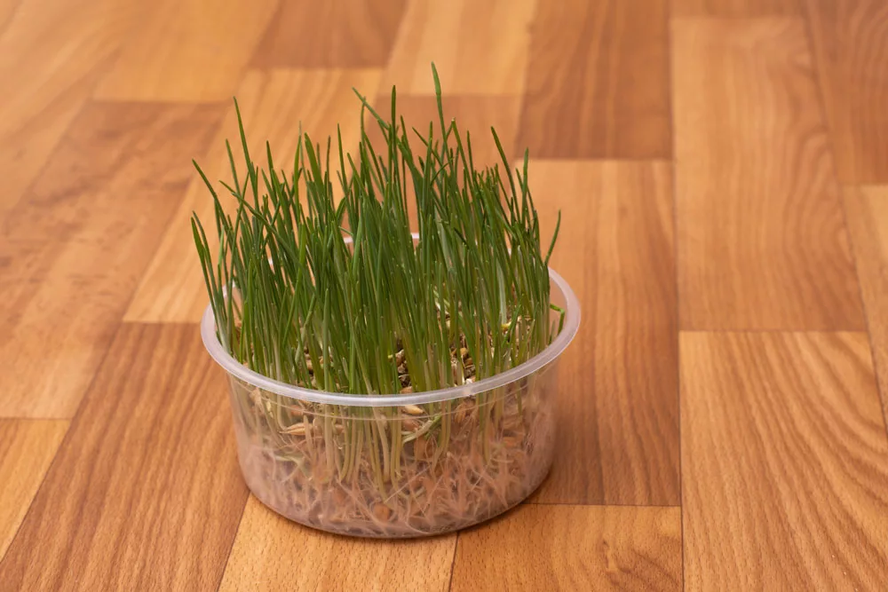 Growing cat grass at home in a plastic box.