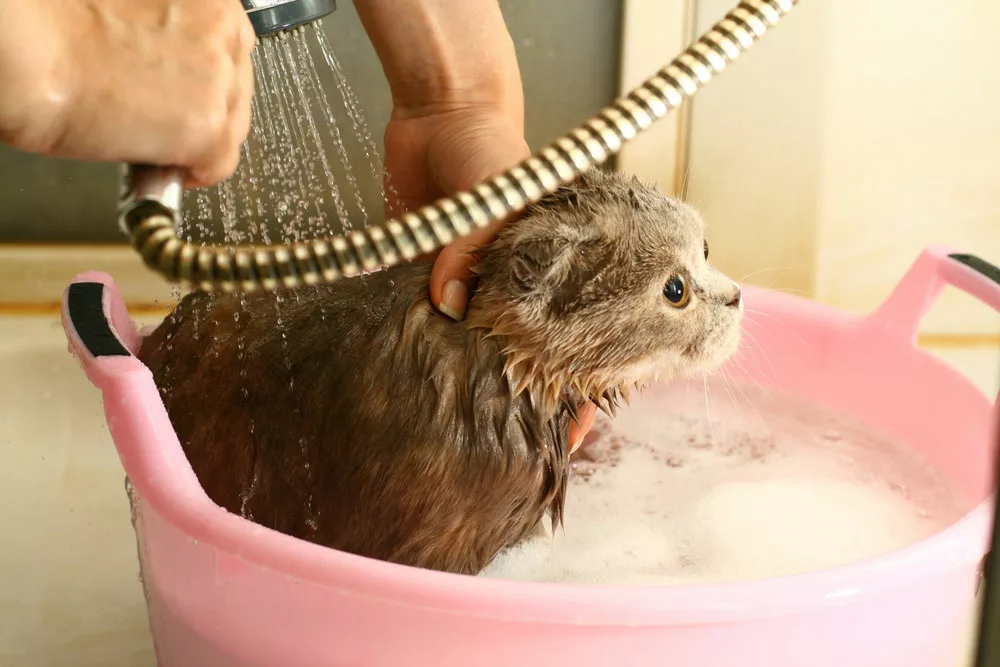 A cat taking a bath