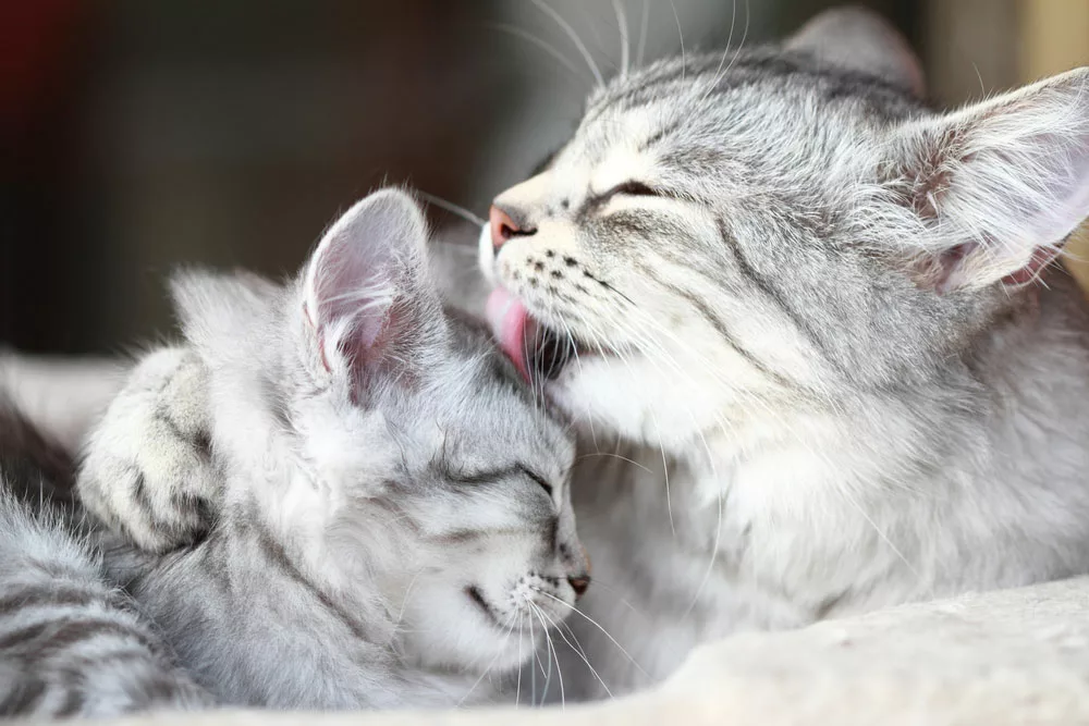 A cat grooming another kitten