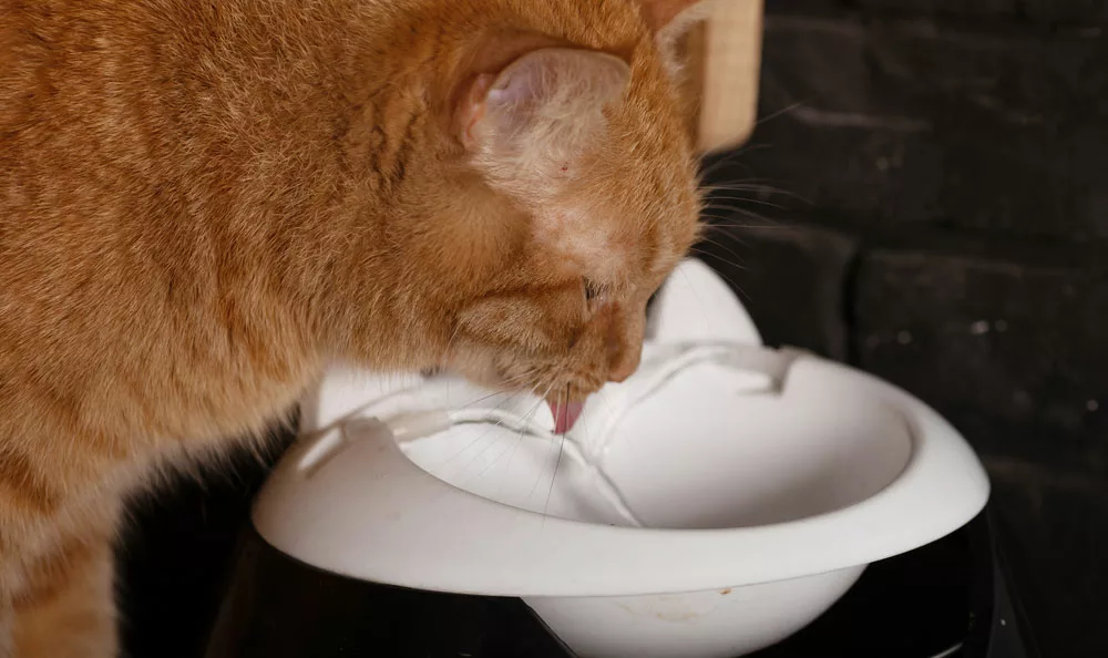 a cat drinking water from a plate